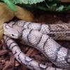 Corn Snake Hiding Out