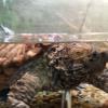 "Bowser" Our Alligator Snapping Turtle
