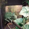 Veiled Chameleon Hanging Out