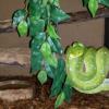 Aru Green Tree Python