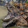 Alligator Snapping Turtle