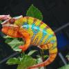 Panther Chameleon